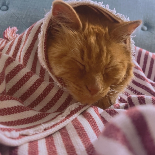 Cat photo
