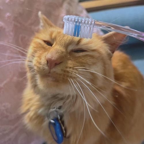 Cat photo