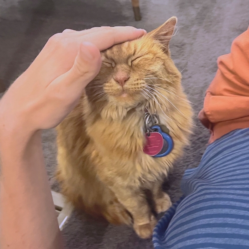 Cat photo