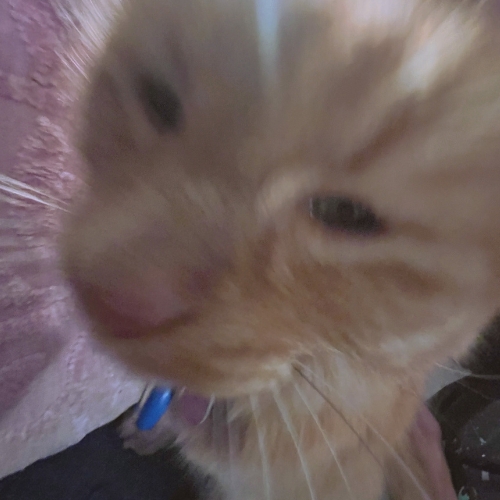 Cat photo