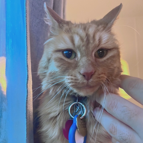 Cat photo