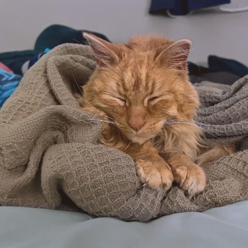 Cat photo