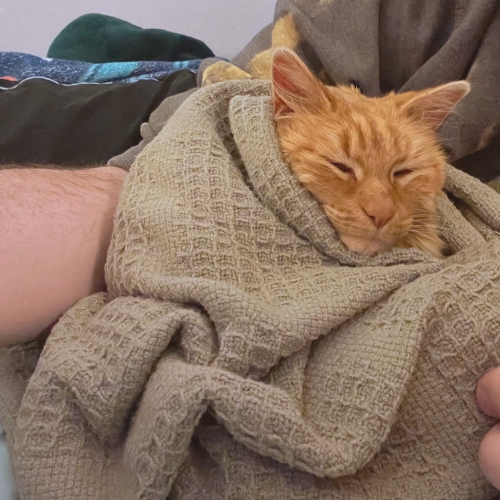 Cat photo