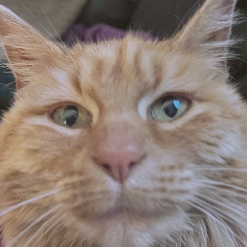 Cat photo
