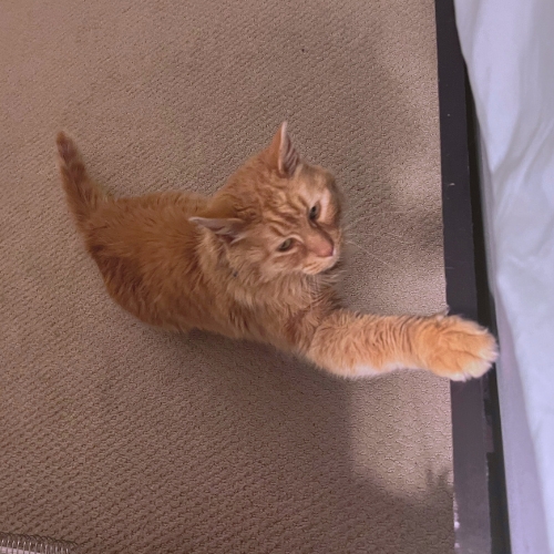 Cat photo