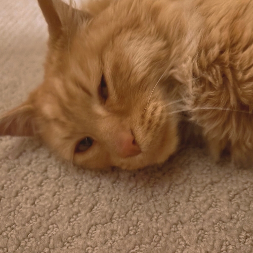 Cat photo