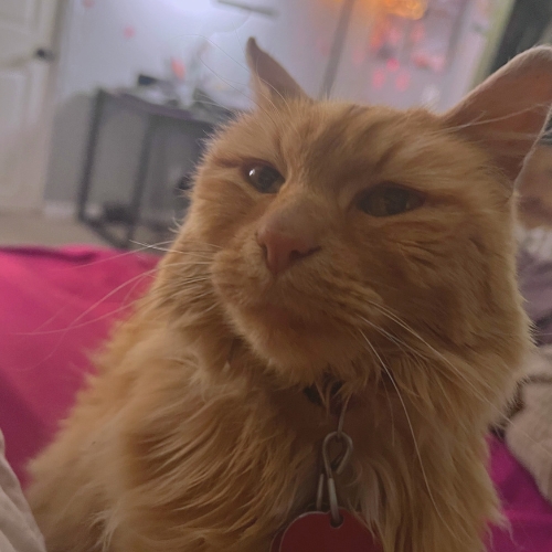 Cat photo