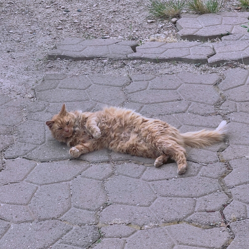 Cat photo