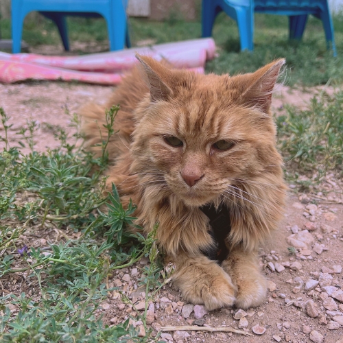Cat photo